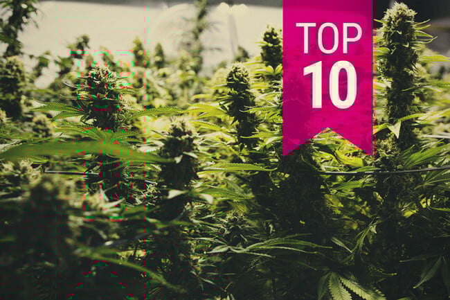 Die Top 10 ertragreichsten Cannabissorten (2026 Update)