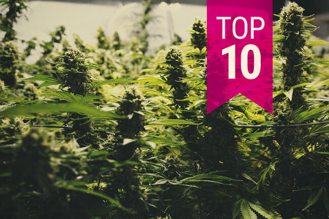Die Top 10 ertragreichsten Cannabissorten (2026 Update)