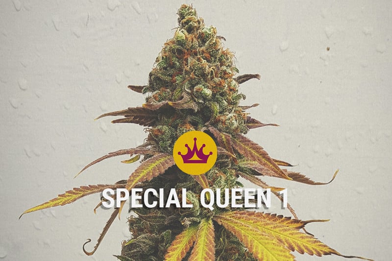 Special Queen 1 - Ein potenter und ausgeglichener Rausch