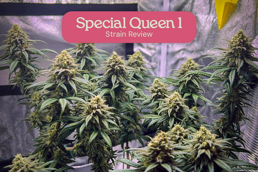 Special Queen 1 Sortenrezension