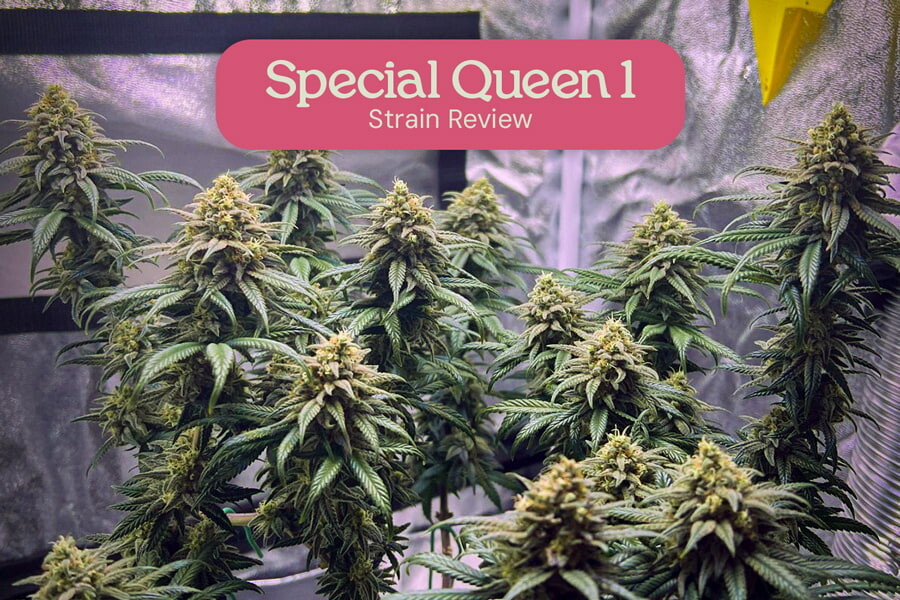 Special Queen 1 - Ein potenter und ausgeglichener Rausch