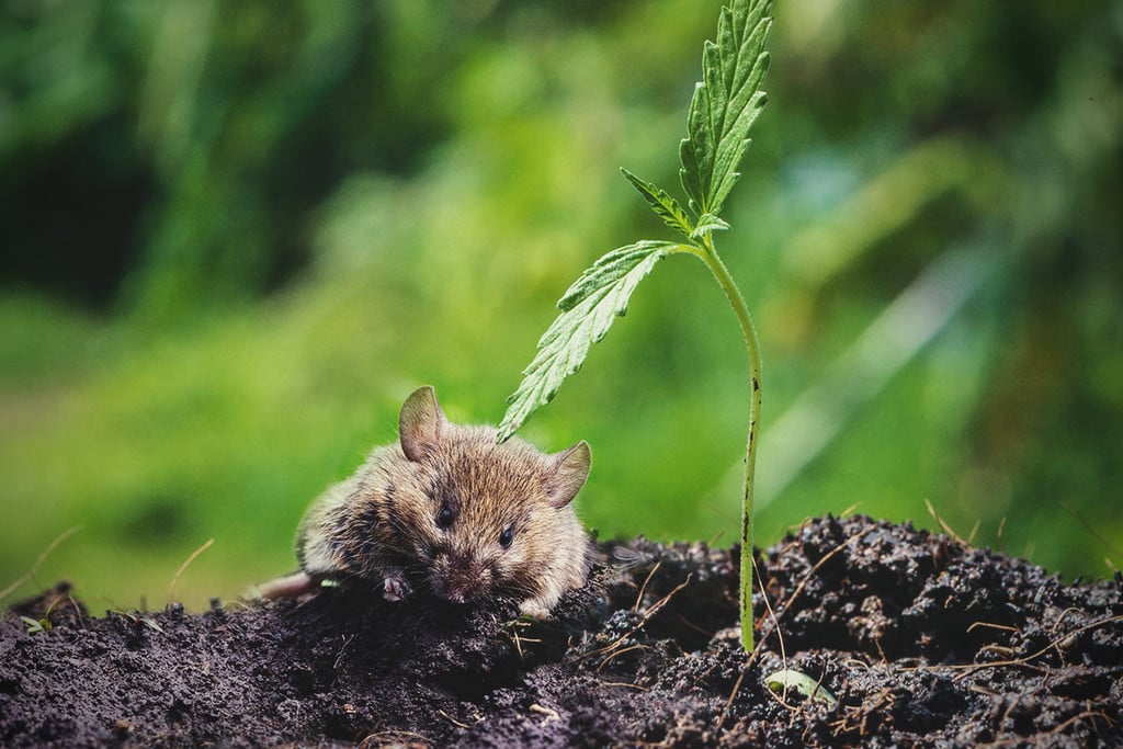 Wie man seine Cannabispflanzen vor Mäusen und Ratten schützt