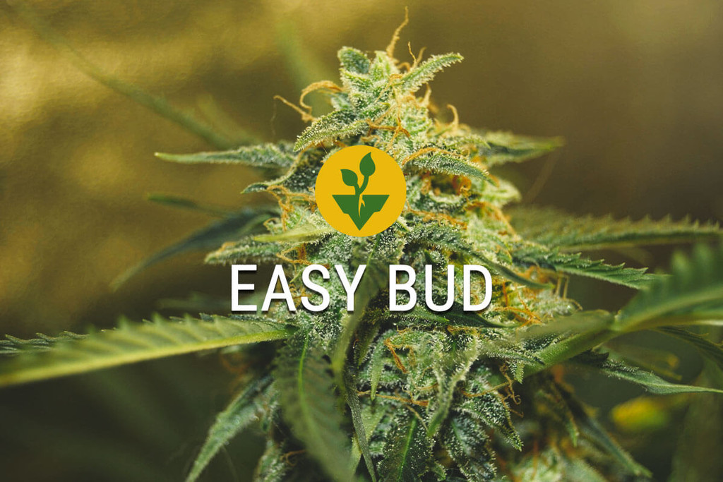 Cannabissorte Easy Bud: Geh den Cannabisanbau