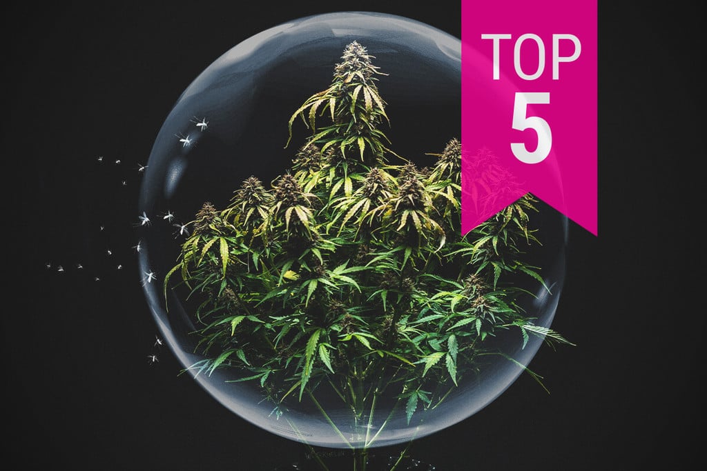 Die Top 5 der schädlingsresistentesten Cannabissorten