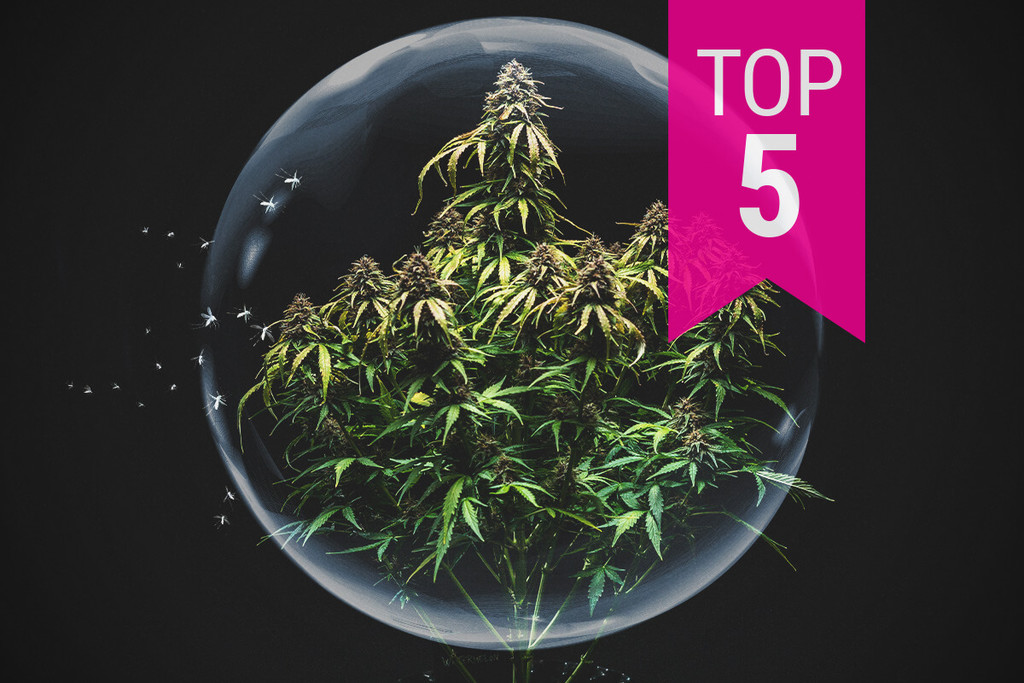 Die Top 5 der schädlingsresistentesten Cannabissorten