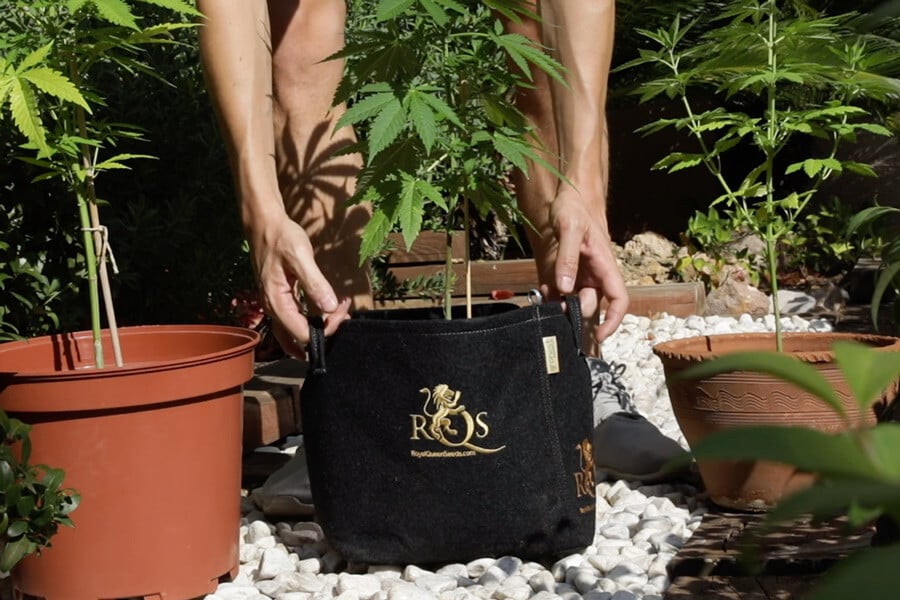 Verschiedene Behälter Für Den Anbau Von Cannabispflanzen