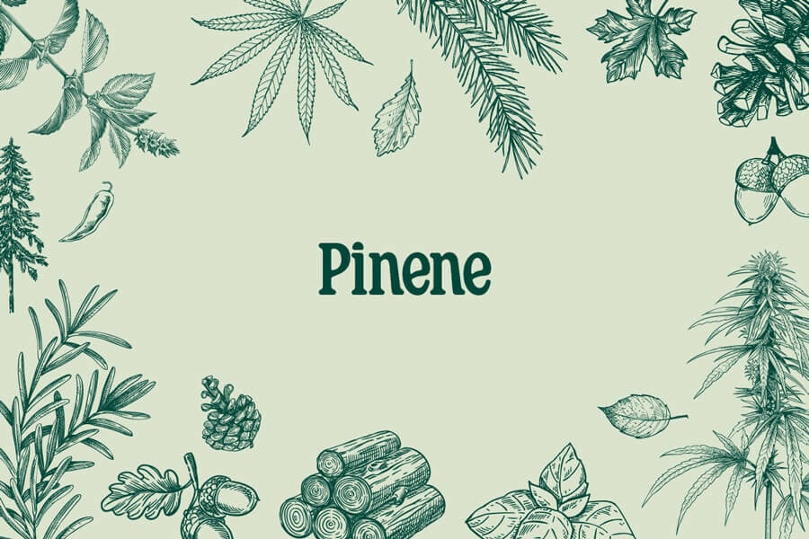 Pinen: Ein erfrischendes Wald-Terpen, das in Cannabis vorkommt