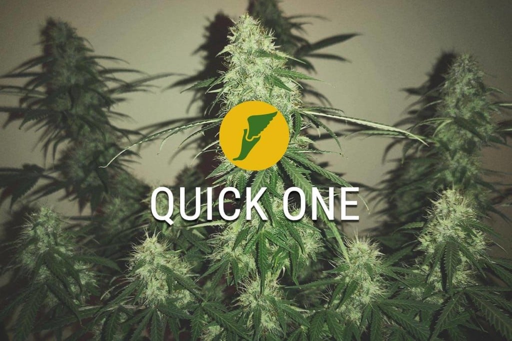 Cannabissorte Quick One: die Erste an der Ziellinie