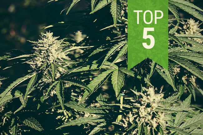 Die Top 5 autoflowering Cannabissorten für warme Klimazonen 2025