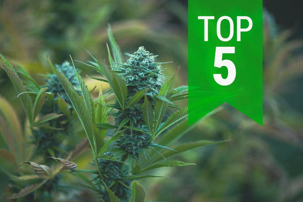 Die 5 besten autoflowering Sorten für kalte Klimazonen im Jahr 2025
