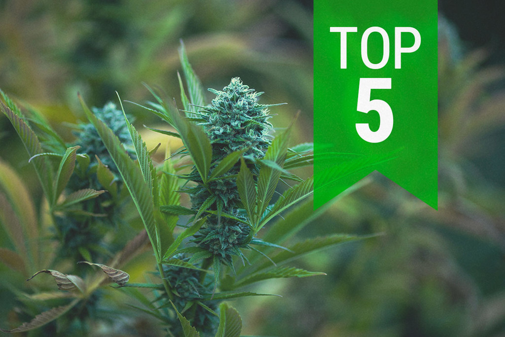Die 5 besten autoflowering Sorten für kalte Klimazonen im Jahr 2025