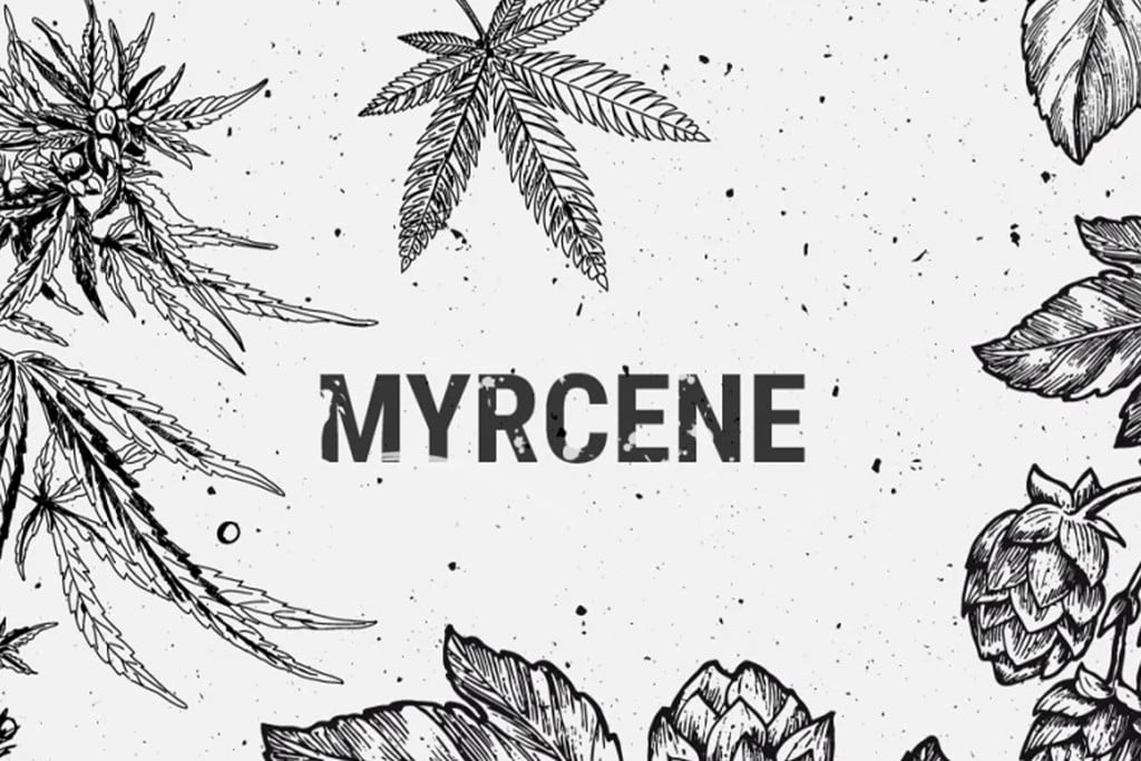 Myrcen: Ein Häufiges Terpen Mit Überraschenden Nutzen