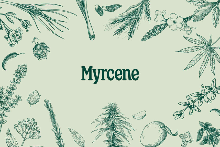 Myrcen: Ein breit machendes Terpen mit großem Potenzial
