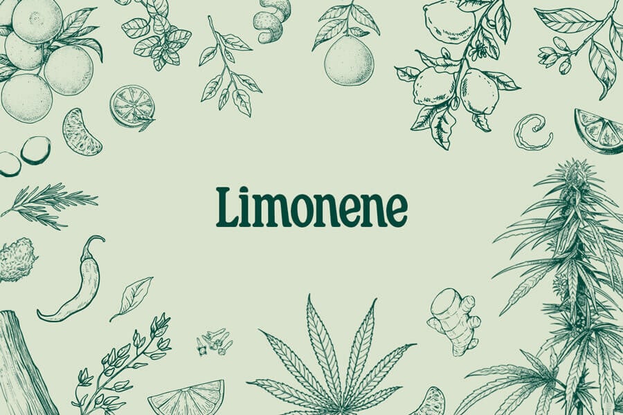 Limonen: ein erfrischendes Terpen mit großem Potenzial