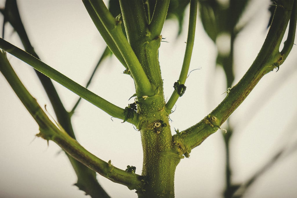 Wie Du Deine Cannabisstiele sinnvoll nutzen kannst