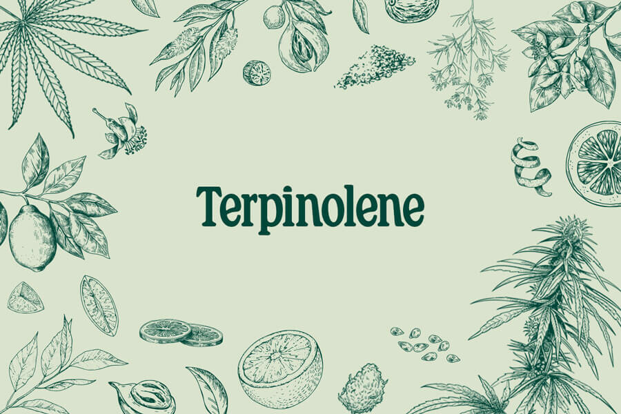 Terpinolen: Lerne dieses rätselhafte Terpen kennen
