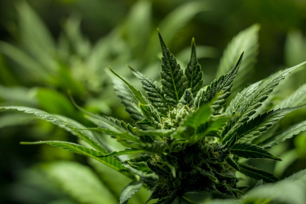 Was tun, wenn Indoor-Cannabis nicht in die Blütephase wechselt?