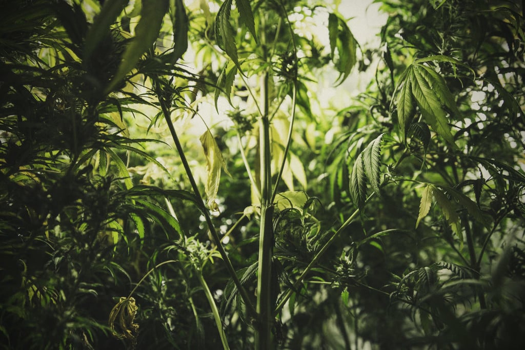 Wie man das Strecken von Cannabispflanzen kontrolliert und verhindert