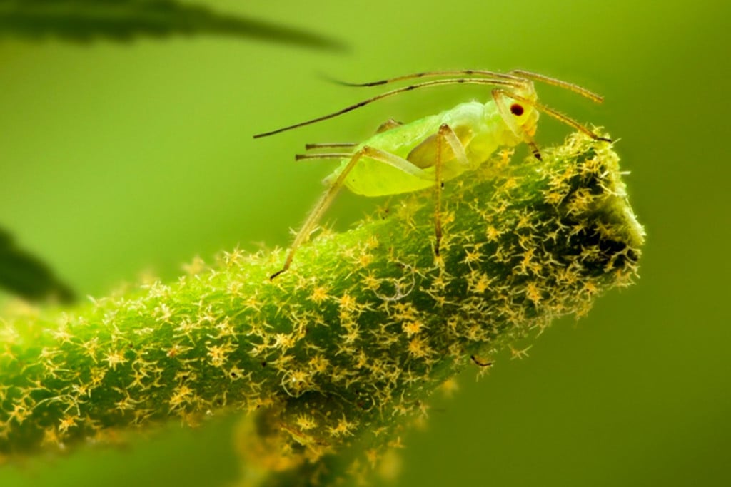 Blattläuse Auf Cannabis Erkennen, Behandeln Und Ihnen Vorbeugen