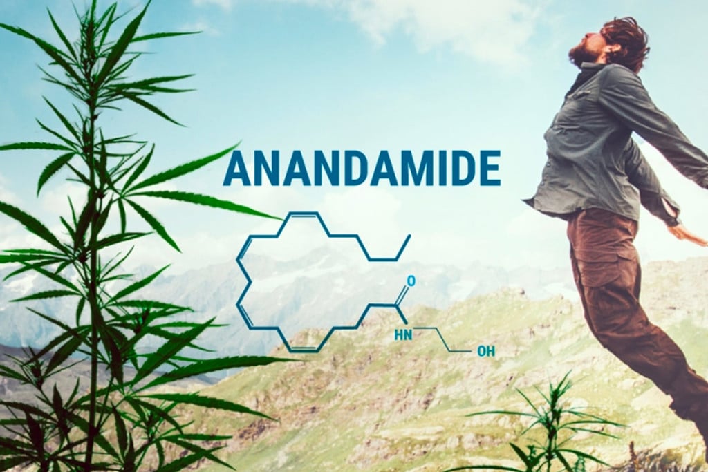 Anandamid und seine Beziehung zu THC und CBD verstehen