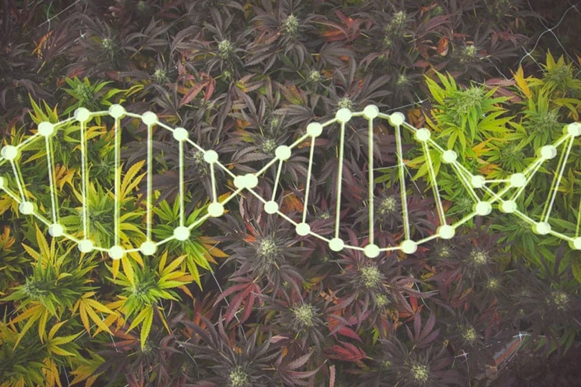 Cannabisgenetik Zu Hause Züchten Und Bewahren