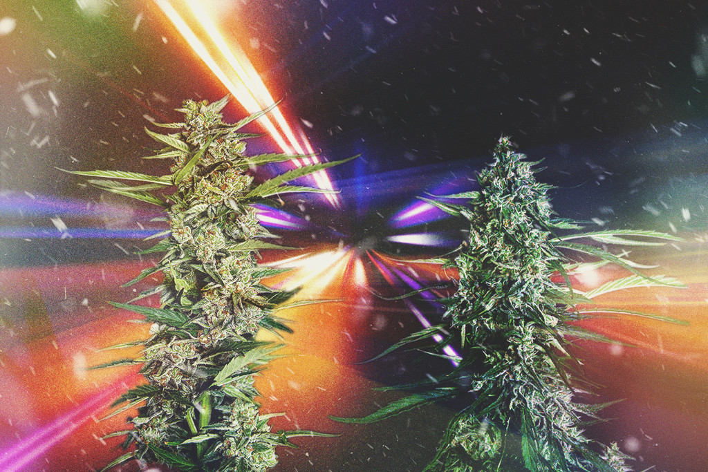 Die schnellsten Cannabissorten 2025