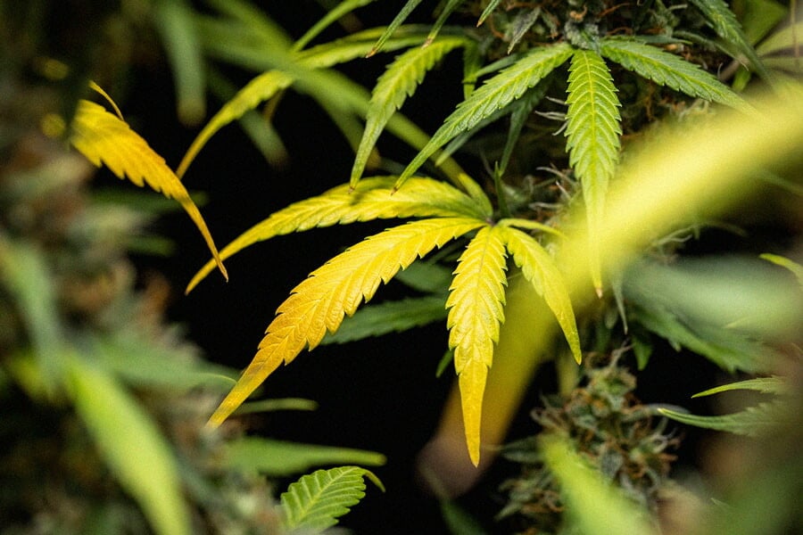 Ursachen und Lösungen für gelbe Cannabisblätter