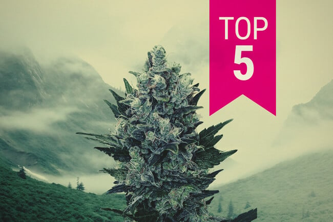 Die Top 5 Indica-Sorten für nördliche Klimazonen im Jahr 2024