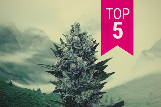 Die Top 5 Indica-Sorten für nördliche Klimazonen im Jahr 2026