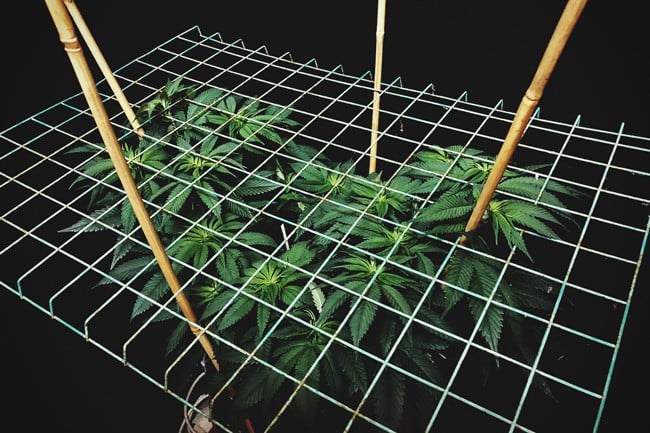 Cannabisanbau mit der ScrOG-Methode (Screen of Green)