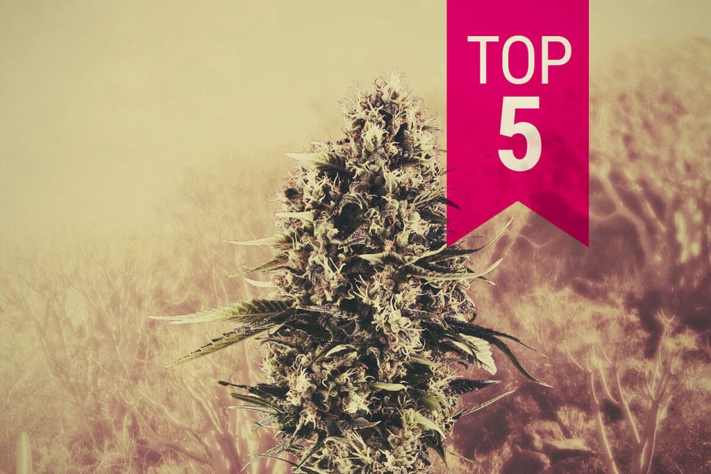 Unsere Top 5 Sativa-Sorten Für Warme Klimata