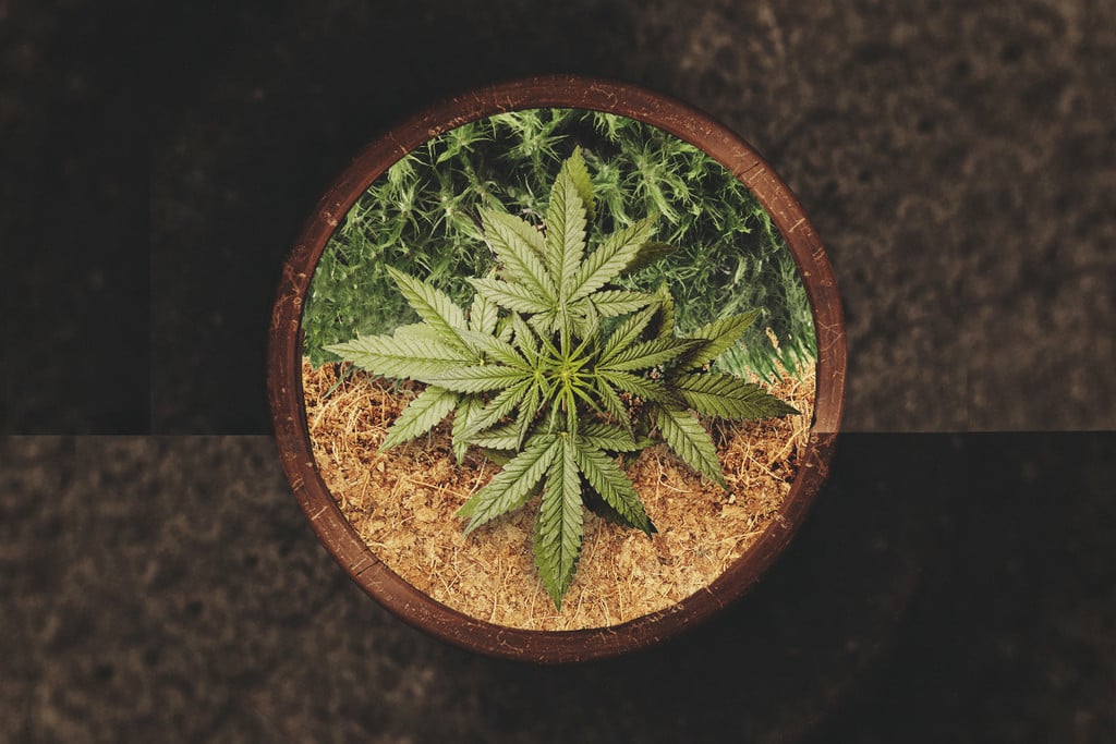 Cannabis in Kokosfaser oder Torf anbauen