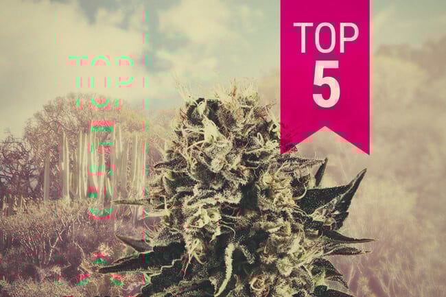 Unsere Top 5 Indica-Sorten Für warme Klimata 2025