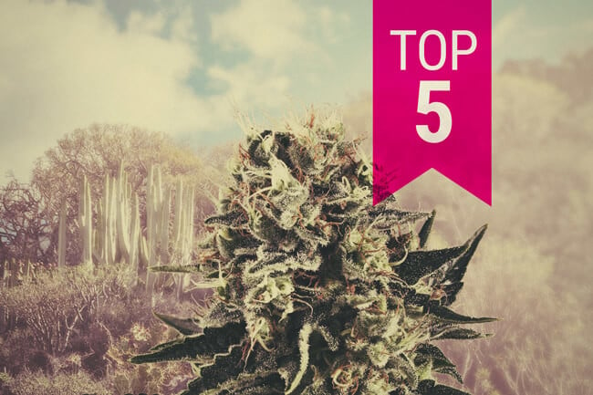 Unsere Top 5 Indica-Sorten Für warme Klimata 2024