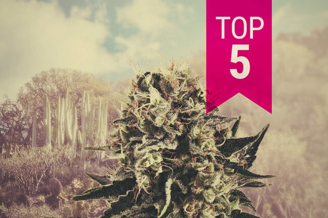 Unsere Top 5 Indica-Sorten Für warme Klimata 2026