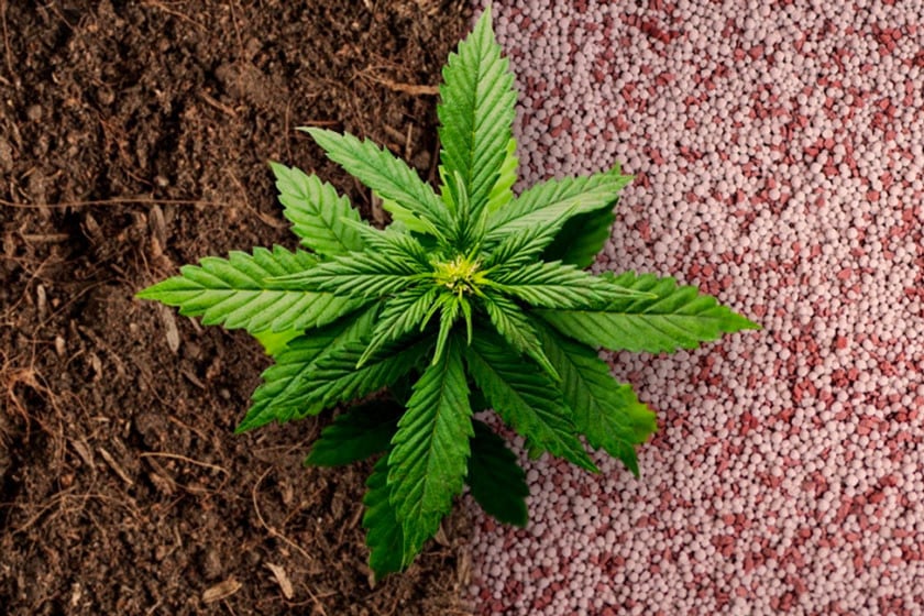 Bio-Dünger vs. synthetischer Dünger für Cannabis