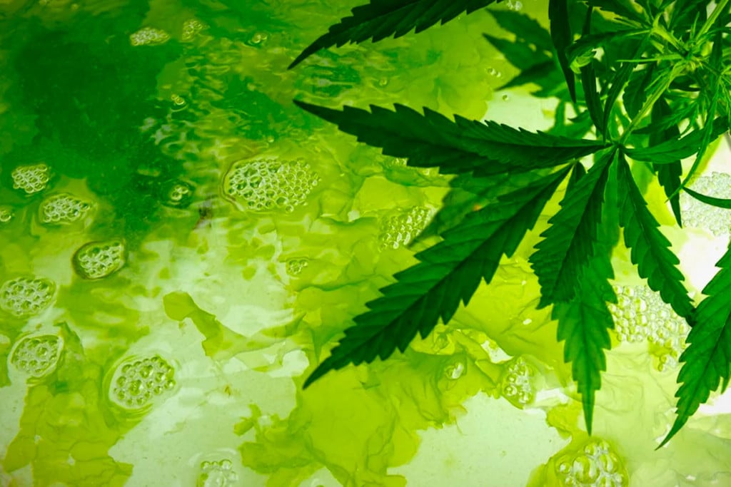 Algen Im Cannabisanbau Erkennen Und Verhindern