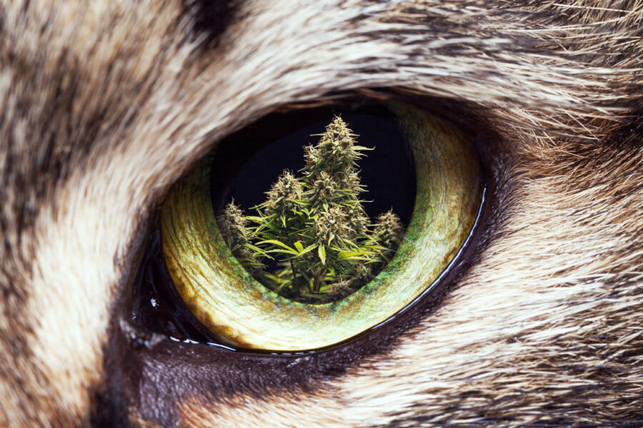 Wie man Katzen und Hunde von seinem Cannabisgarten fernhält