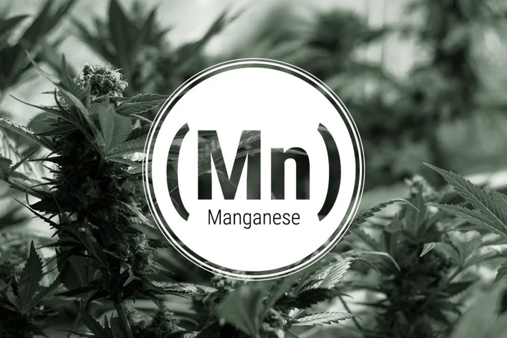 Manganmangel bei Cannabispflanzen