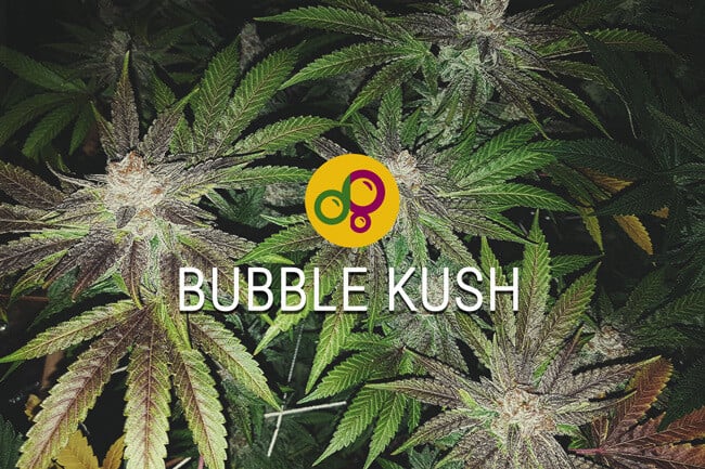 Bubble Kush: Weiterführung eines lässigen Cannabiserbes