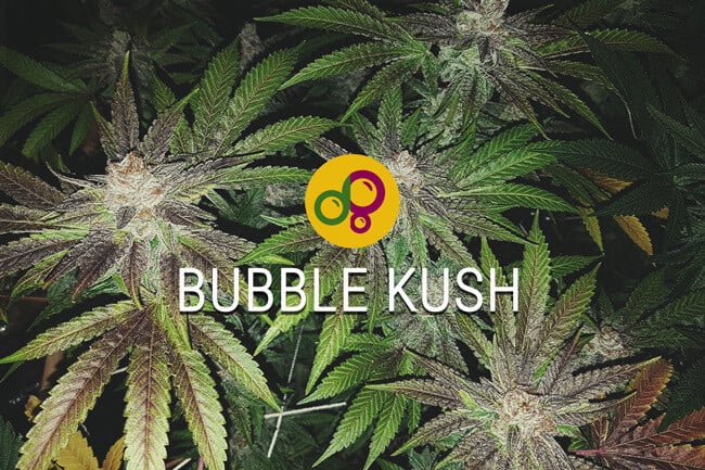 Cannabissorte Bubble Kush: Weiterführung eines lässigen Cannabiserbes