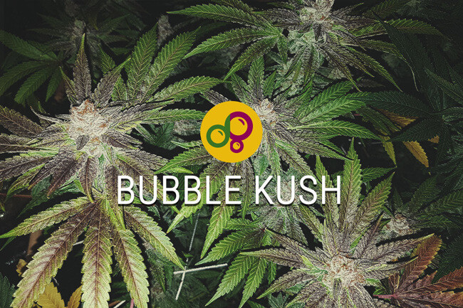 Cannabissorte Bubble Kush: Weiterführung eines lässigen Cannabiserbes
