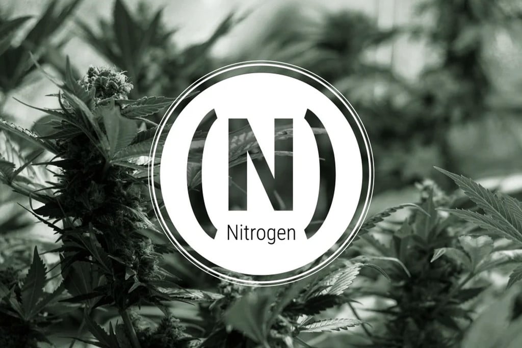 Stickstoffmangel bei Cannabispflanzen