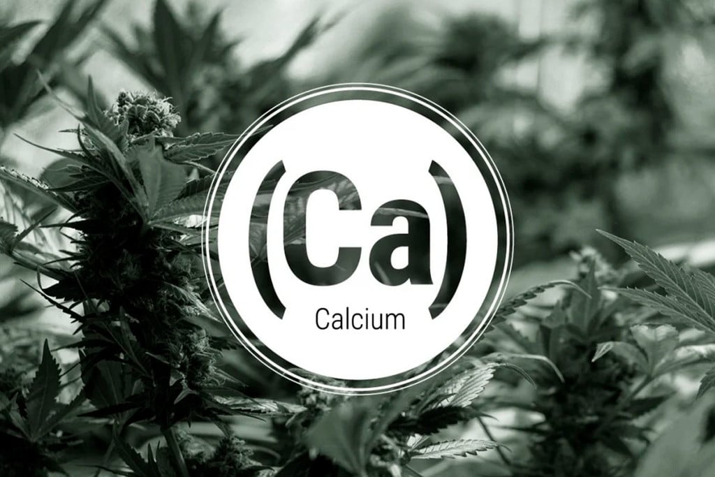 Calciummangel bei Cannabispflanzen