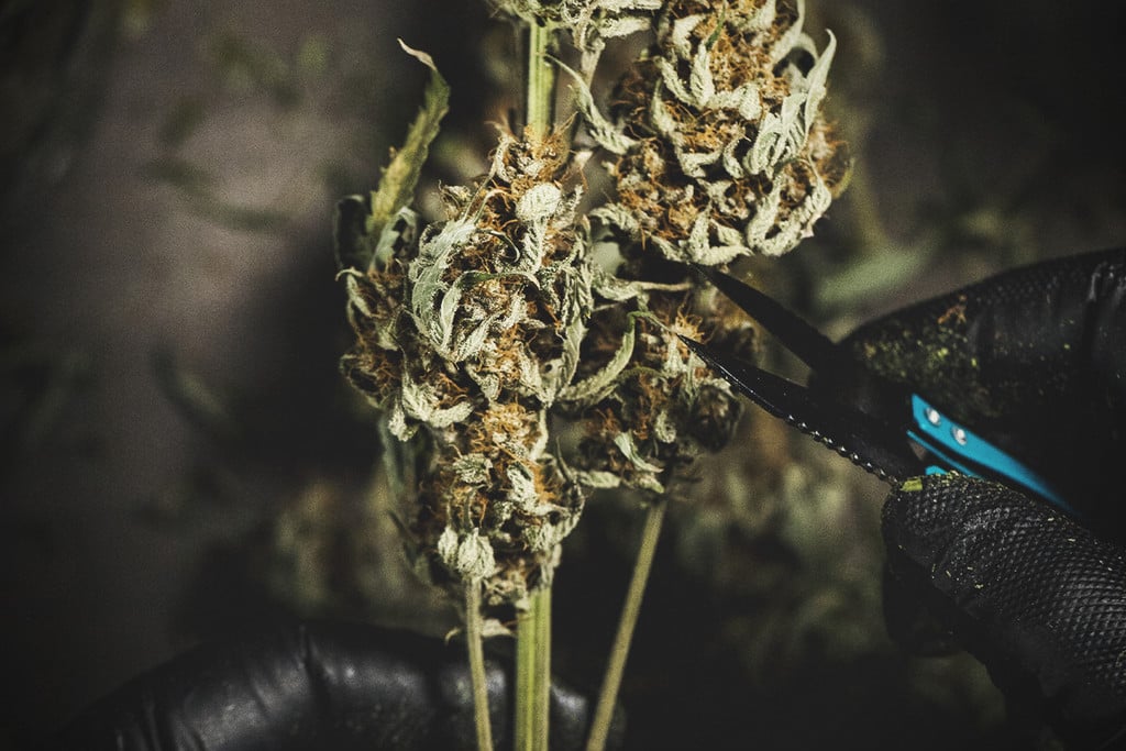 Cannabisblüten trimmen: nass trimmen vs. trocken trimmen