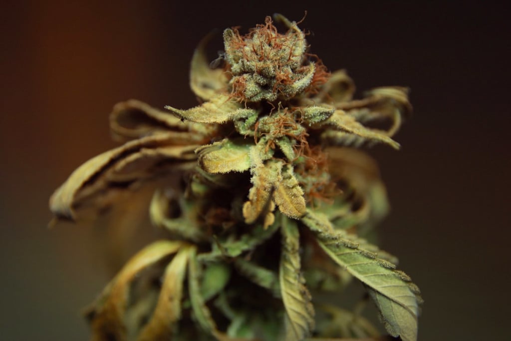 Wie Du Deine Cannabispflanzen vor einem Fusariumbefall schützt