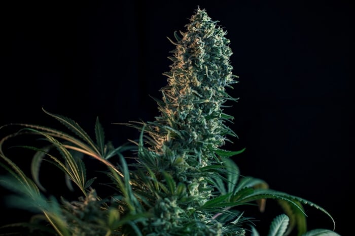 Die Blütephase Von Cannabis Woche Für Woche