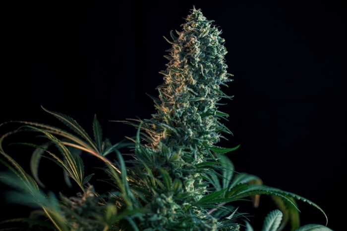 Die Blütephase Von Cannabis Woche Für Woche