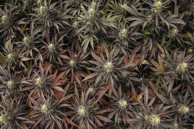 Was ist für die Farben von Cannabis verantwortlich?