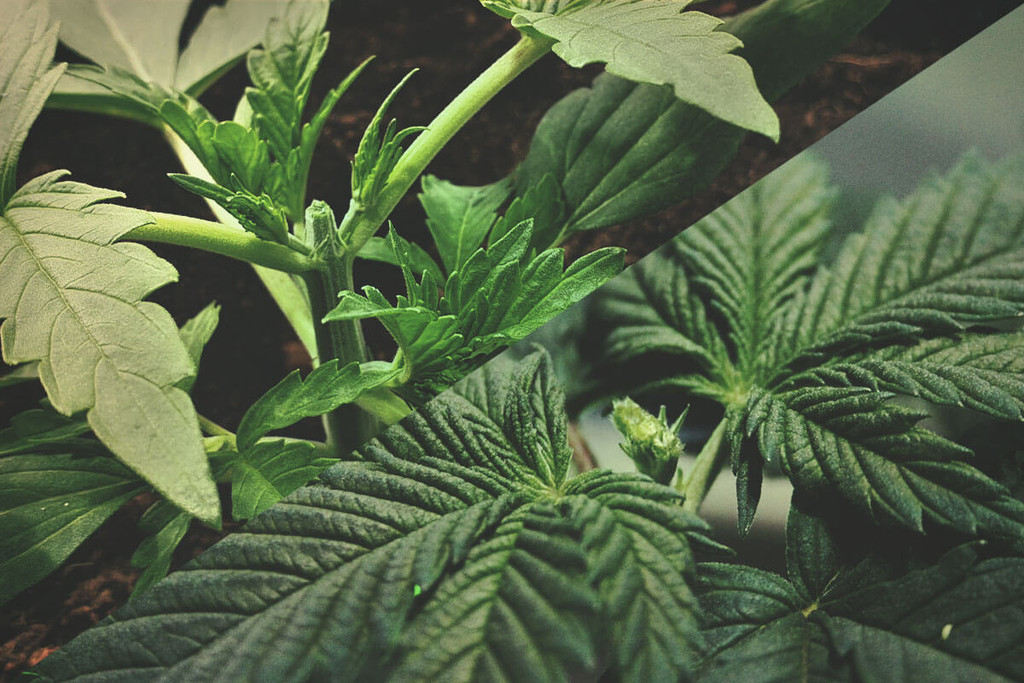 Cannabis stutzen: Topping vs. Fimming